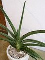 Sansevieria ehrenbergii